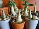 Genul Adenium