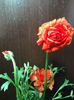 Ranunculus