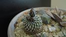 Turbinicarpus pseudopectinatus