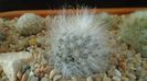 Mammillaria guelzowiana