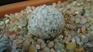 Mammillaria duwei