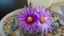 Turbinicarpus pseudopectinatus