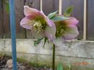 bebe helleborus