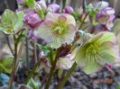 helleborus Carlotta