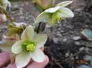 helleborus Emma