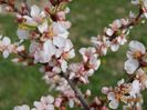 prunus tomentosa