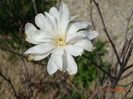 magnolia stellata