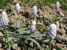 muscari botryoides Album