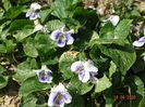 viola sororia Hungarian Beanty