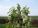 amelanchier Obelisk