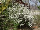 spiraea Grefsheim