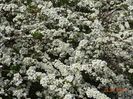 spiraea Grefsheim