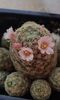 Mammillaria giselae