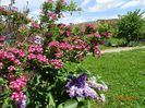 crataegus Punicea si syringa Nadezhda