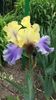 iris germanica "edith wolford"