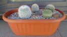 Grup de 4 Mammillaria