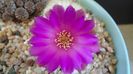 Sulcorebutia patriciae (Rebutia canigueralii ssp. crispata)