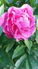 Paeonia pink spp