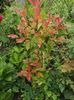 Photinia