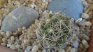 Coryphantha gladiispina (Coryphantha delaetiana)