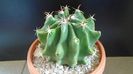 Ferocactus horridus f. brevispinus (Ferocactus peninsulae)