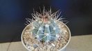 Melocactus azureus