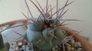 Thelocactus hexaedrophorus