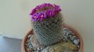 Mammillaria matudae