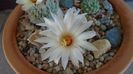 Strombocactus disciformis & Strombocactus disciformis ssp. jarmillae, Jalpan Mx.