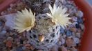 Mammillaria crinita ssp. duwei