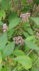 callicarpa bodinieri