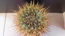 Notocactus (Parodia) buiningii