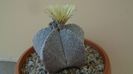 Astrophytum coahuilense