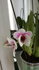 miltoniopsis "Benito que eternity"