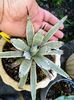 Agave macroacantha