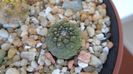 Copiapoa hypogaea, FR 261, Chañaral, Antofagasta, Chile