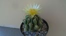 Thelocactus leucacanthus