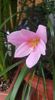 zephyranthes rosea