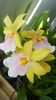 miltonia sunset