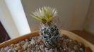 Turbinicarpus krainzianus