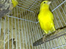 canari 2010 031