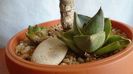 Agave pumila f. nana