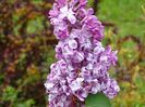 syringa Hortensja