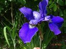 iris sibirica Valda