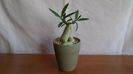 Pachypodium succulentum