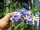 solanum laciniatum