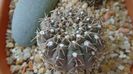 Gymnocalycium quehlianum