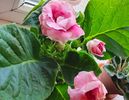 Gloxinia