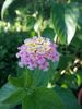 Lantana