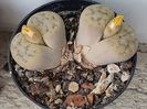 Lithops